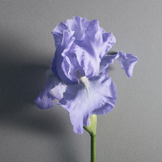 Iris Debonair - Creed