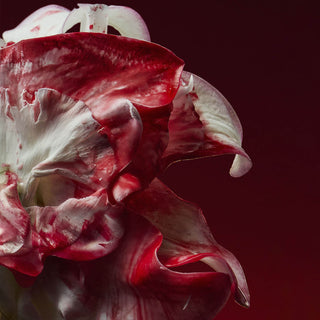 Holy Berry Extrait de Parfum - D'Orsay