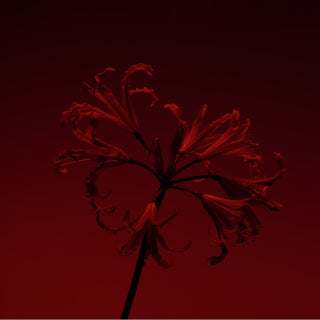 Molecule 01 + Champaca - Escentric Molecules