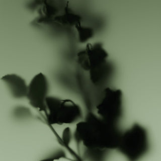 Molecule 01 + Clary Sage - Escentric Molecules