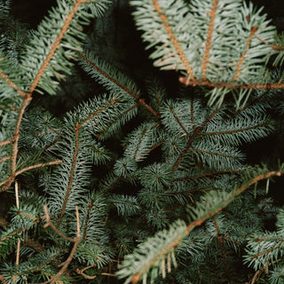 221 Hand Cream Spruce - L:A Bruket
