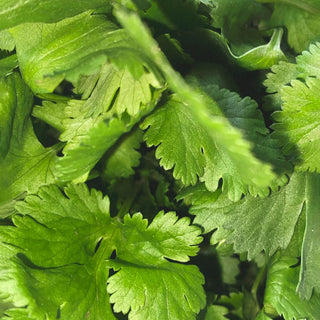 318 Room Diffuser Coriander - L:A Bruket