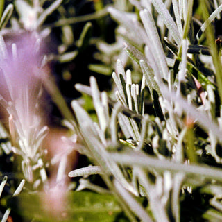 094 Hand & Body Wash Sage/Rosemary/Lavender - L:A Bruket