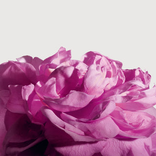 Radical Rose Extrait de Parfum - Matiere Premiere