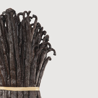 Vanilla Powder Extrait - Matiere Premiere