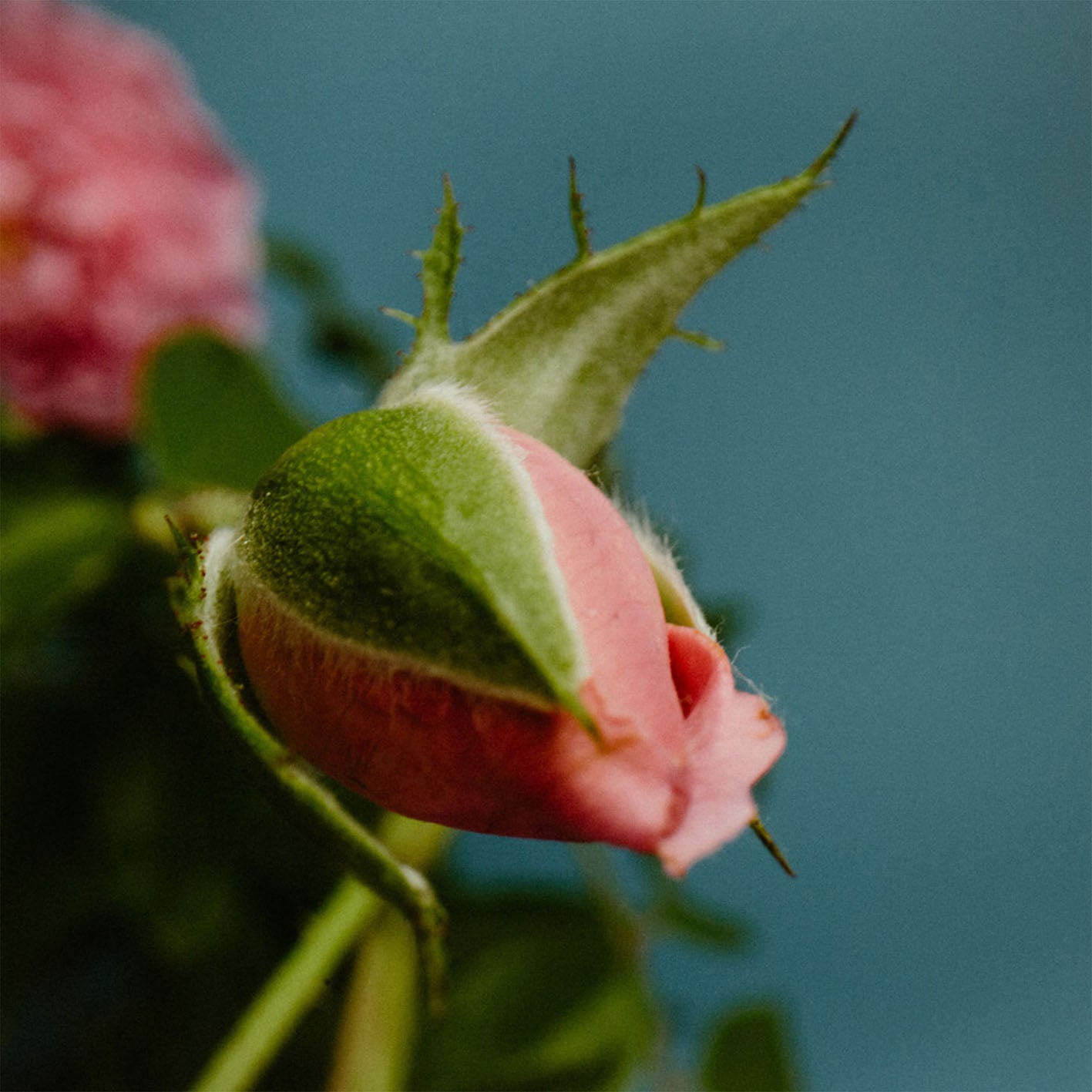 Rose With Insect - Perfumer H – Campomarzio70