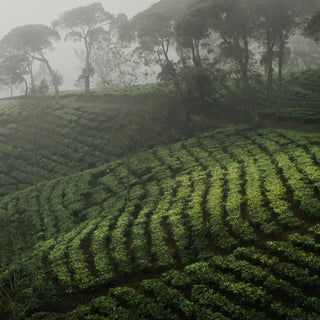 Camellia Sinensis | Duo Set Mani - Zenology